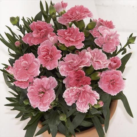 Photo de variété de fleurs à utiliser comme: Pot, Plante à massif, patio Dianthus caryophyllus SuperTrouper® Oscar Light Pink sel
