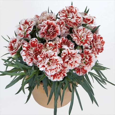 Photo de variété de fleurs à utiliser comme: Pot, Plante à massif, patio Dianthus caryophyllus SuperTrouper® Sammy sel