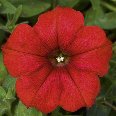 Photo de variété de fleurs à utiliser comme: Pot, Plante à massif, patio, Suspension Petunia CompactFamous™ Red Fire evol sel®