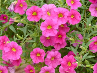 Photo de variété de fleurs à utiliser comme: Suspension / pot Calibrachoa Star Pink