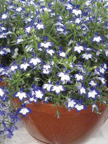 Photo de variété de fleurs à utiliser comme: Pot, Plante à massif, patio, Suspension Lobelia Superstar
