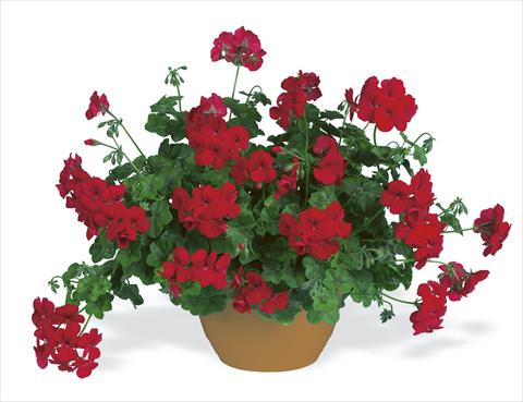 Photo de variété de fleurs à utiliser comme: Plante à massif, patio, Suspension Pelargonium peltatum pac® Happy Face Velvet Red