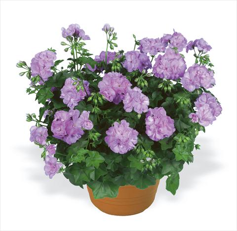 Photo de variété de fleurs à utiliser comme: Plante à massif, patio, Suspension Pelargonium peltatum pac® Lilly