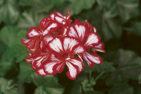 Photo de variété de fleurs à utiliser comme: Plante à massif, patio, Suspension Pelargonium peltatum pac® Mexica Granatit