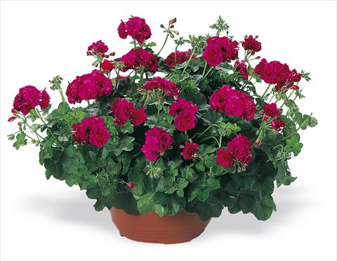 Photo de variété de fleurs à utiliser comme: Plante à massif, patio, Suspension Pelargonium peltatum pac® Nealit Improved