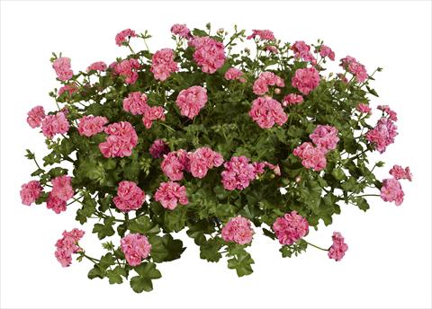 Photo de variété de fleurs à utiliser comme: Plante à massif, patio, Suspension Pelargonium peltatum pac® Pink Sybil