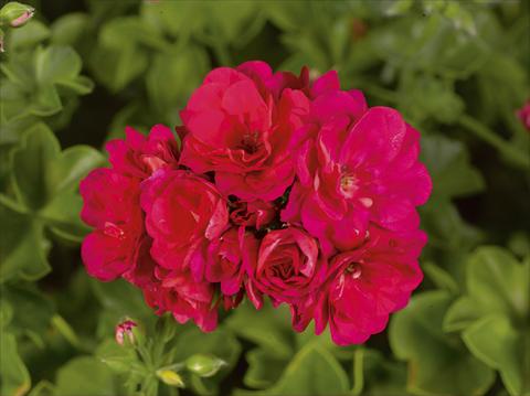 Photo de variété de fleurs à utiliser comme: Plante à massif, patio, Suspension Pelargonium peltatum pac® Purple Sybil