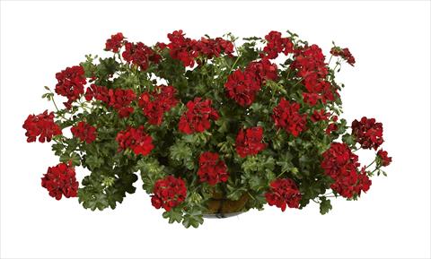 Photo de variété de fleurs à utiliser comme: Pot, Plante à massif, patio Pelargonium peltatum pac® Ruby
