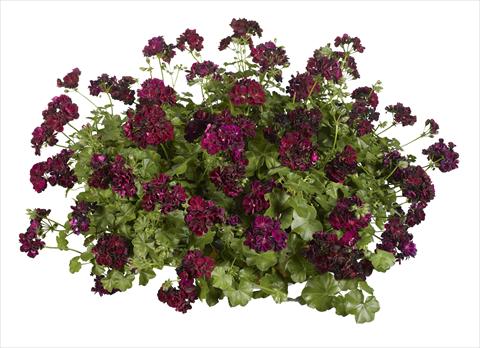 Photo de variété de fleurs à utiliser comme: Pot, Plante à massif, patio Pelargonium peltatum pac® Tommy