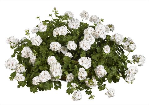 Photo de variété de fleurs à utiliser comme: Plante à massif, patio, Suspension Pelargonium peltatum pac® White Pearl