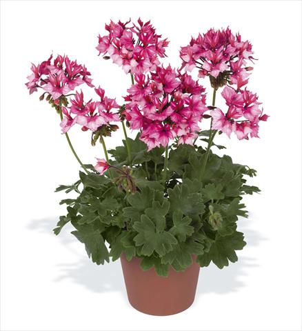 Photo de variété de fleurs à utiliser comme: Pot, Plante à massif, patio Pelargonium zonale pac® Fireworks Bicolor