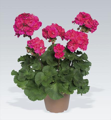 Photo de variété de fleurs à utiliser comme: Pot, Plante à massif, patio Pelargonium zonale pac® Marena