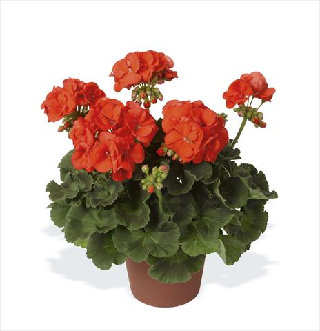 Photo de variété de fleurs à utiliser comme: Pot, Plante à massif, patio Pelargonium zonale pac® Morning Sun