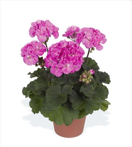 Photo de variété de fleurs à utiliser comme: Pot, Plante à massif, patio Pelargonium zonale pac® Rosana
