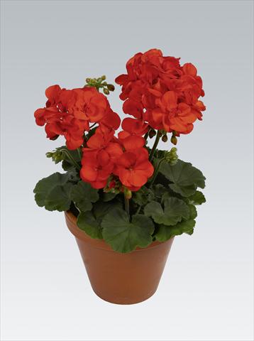 Photo de variété de fleurs à utiliser comme: Pot, Plante à massif, patio Pelargonium zonale pac® Shocking Orange