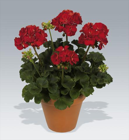 Photo de variété de fleurs à utiliser comme: Pot, Plante à massif, patio Pelargonium zonale pac® Victor improved