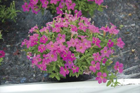 Photo de variété de fleurs à utiliser comme: Pot, Plante à massif, patio, Suspension Petunia Littletunia Sweet Dark