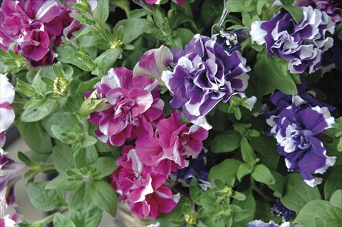 Photo de variété de fleurs à utiliser comme: Pot, Plante à massif, patio, Suspension Petunia Sylvana King&Queen