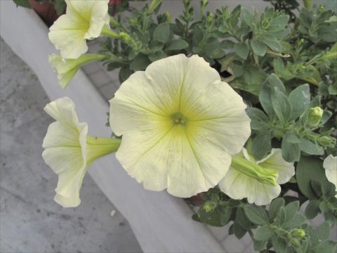 Photo de variété de fleurs à utiliser comme: Pot, Plante à massif, patio, Suspension Petunia Veranda® Gialla