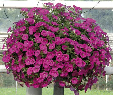 Photo de variété de fleurs à utiliser comme: Pot, Plante à massif, patio, Suspension Petunia Veranda® Magenta