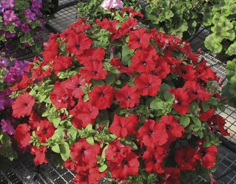 Photo de variété de fleurs à utiliser comme: Pot, Plante à massif, patio, Suspension Petunia Veranda® Rossa
