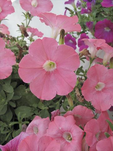 Photo de variété de fleurs à utiliser comme: Pot, Plante à massif, patio, Suspension Petunia Veranda® Salmone