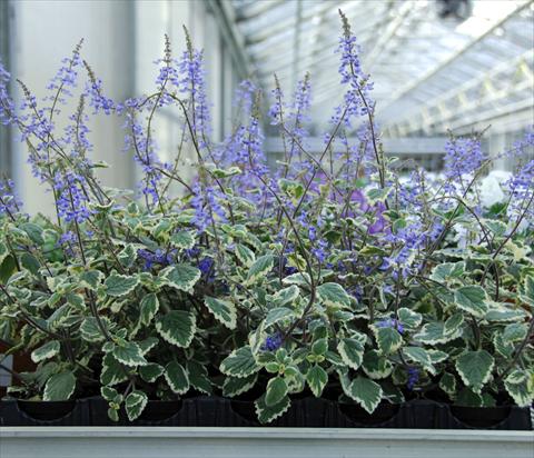 Photo de variété de fleurs à utiliser comme: Pot, Plante à massif, patio, Suspension Plectranthus Plectranthus Blu