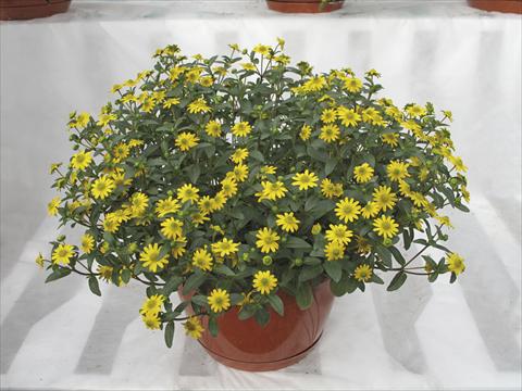Photo de variété de fleurs à utiliser comme: Pot, Plante à massif, patio, Suspension Sanvitalia Superbini