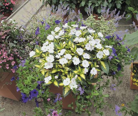 Photo de variété de fleurs à utiliser comme: Plante à massif, pot ou Suspension Impatiens N. Guinea SunPatiens® Spreading White