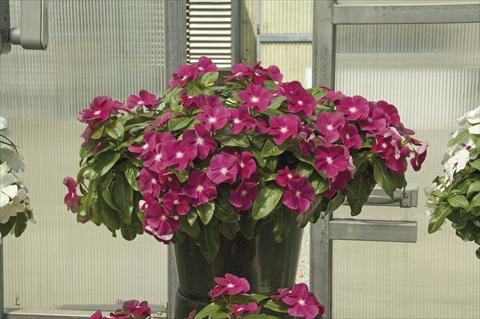 Photo de variété de fleurs à utiliser comme: Pot, Plante à massif, patio, Suspension Catharanthus roseus - Vinca Boa Burgundy