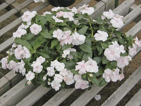 Photo de variété de fleurs à utiliser comme: Pot, Plante à massif, patio, Suspension Catharanthus roseus - Vinca Boa Peach