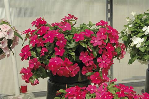 Photo de variété de fleurs à utiliser comme: Pot, Plante à massif, patio, Suspension Catharanthus roseus - Vinca Boa Red with eye
