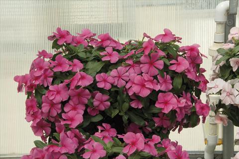 Photo de variété de fleurs à utiliser comme: Pot, Plante à massif, patio, Suspension Catharanthus roseus - Vinca Boa Rose