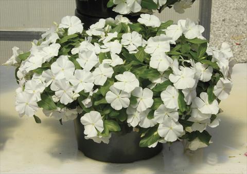 Photo de variété de fleurs à utiliser comme: Pot et Plante à massif Catharanthus roseus - Vinca Boa White