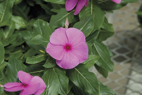 Photo de variété de fleurs à utiliser comme: Pot et Plante à massif Catharanthus roseus - Vinca Cora Cascade Lilac