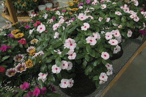 Photo de variété de fleurs à utiliser comme: Pot, Plante à massif, patio, Suspension Catharanthus roseus - Vinca Cora Cascade Peach Blush