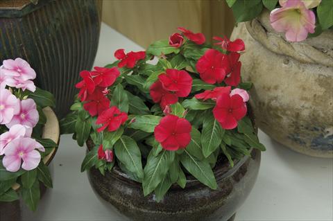 Photo de variété de fleurs à utiliser comme: Pot et Plante à massif Catharanthus roseus - Vinca Egeo F1 Deep Red