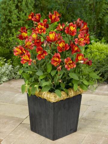 Photo de variété de fleurs à utiliser comme: Pot, Plante à massif, patio Alstroemeria Inca® Classic
