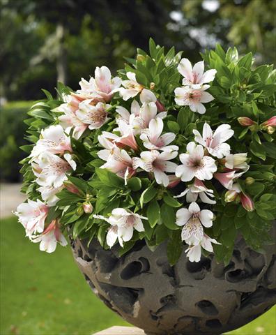 Photo de variété de fleurs à utiliser comme: Pot, Plante à massif, patio Alstroemeria Inticancha® Pink Blush