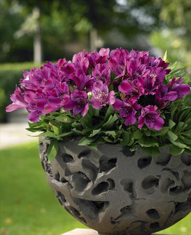 Photo de variété de fleurs à utiliser comme: Pot, Plante à massif, patio Alstroemeria Inticancha® Purple