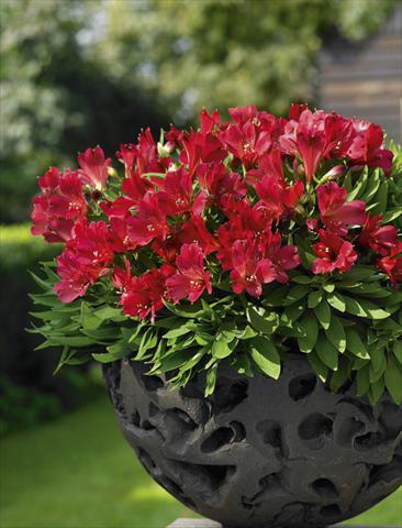 Photo de variété de fleurs à utiliser comme: Pot, Plante à massif, patio Alstroemeria Inticancha® Red