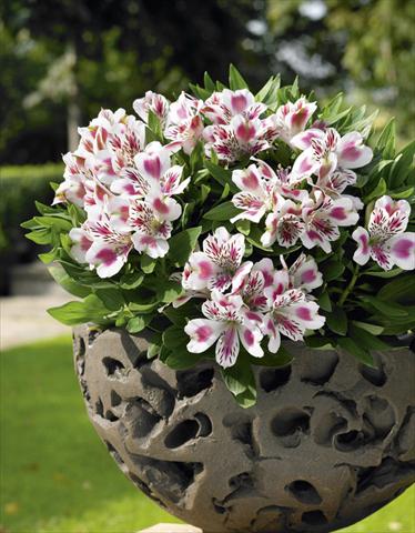 Photo de variété de fleurs à utiliser comme: Pot, Plante à massif, patio Alstroemeria Inticancha® White Pink Heart