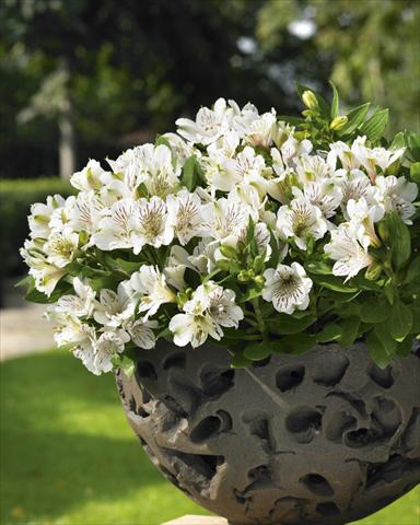 Photo de variété de fleurs à utiliser comme: Pot, Plante à massif, patio Alstroemeria Inticancha® White