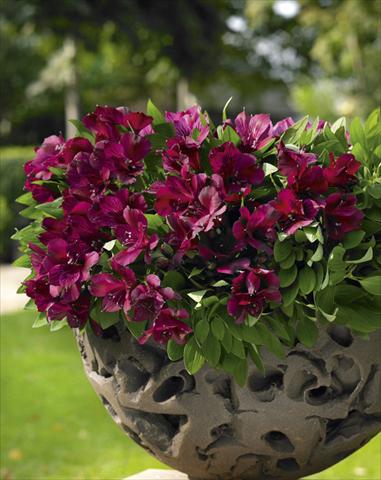 Photo de variété de fleurs à utiliser comme: Pot, Plante à massif, patio Alstroemeria Inticancha® Dark Purple