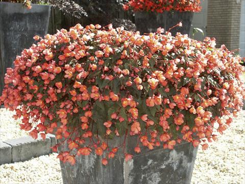 Photo de variété de fleurs à utiliser comme: Plante à massif, pot ou Suspension Begonia hybrida Dainty Dancer Apricot