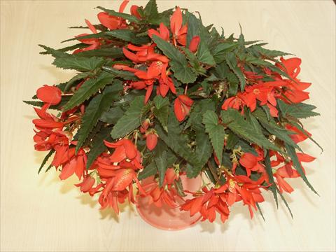 Photo de variété de fleurs à utiliser comme: Plante à massif, pot ou Suspension Begonia hybrida Sparkler Scarlet