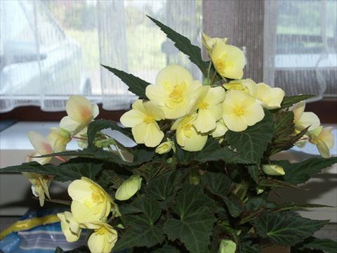 Photo de variété de fleurs à utiliser comme: Plante à massif, pot ou Suspension Begonia hybrida Yellow Desire