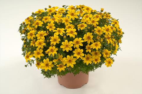 Photo de variété de fleurs à utiliser comme: Pot, Plante à massif, patio, Suspension Bidens ferulifolia Yellow Charm