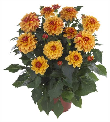 Photo de variété de fleurs à utiliser comme: Pot et Plante à massif Dahlia Hypnotica Bronze Bicolor