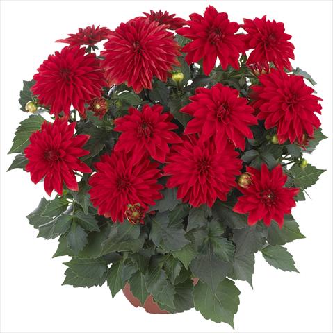 Photo de variété de fleurs à utiliser comme: Pot et Plante à massif Dahlia Hypnotica Red